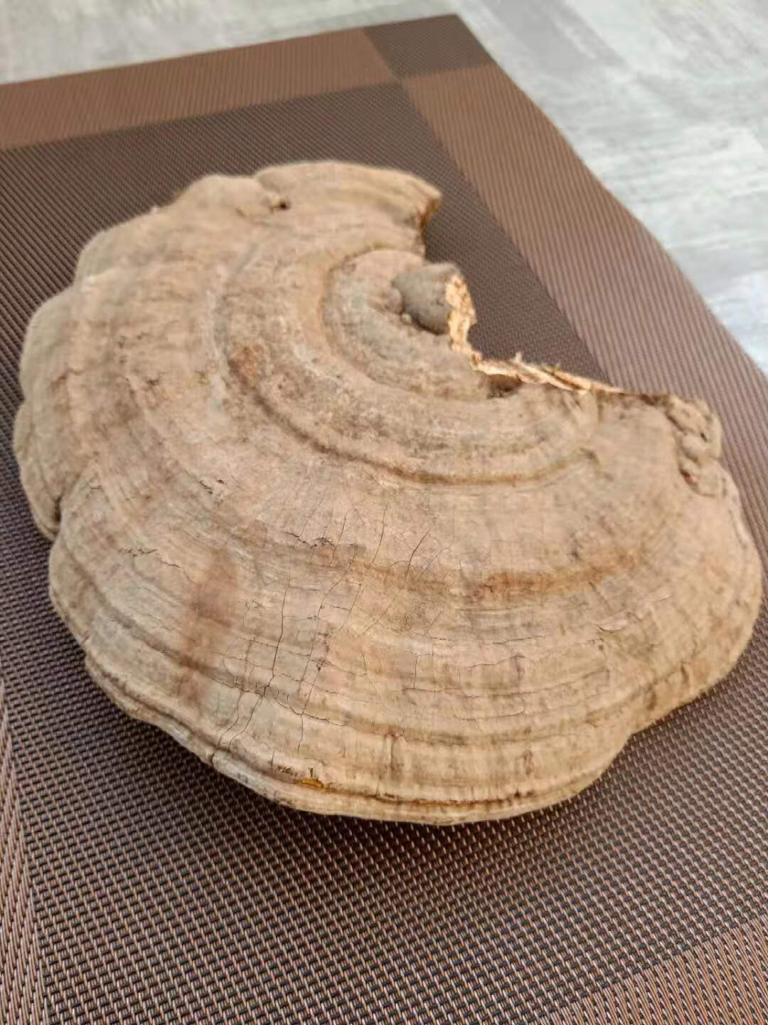 平盖灵芝树舌灵芝青芝遍木灵芝纯树舌灵芝两件两斤装1000克