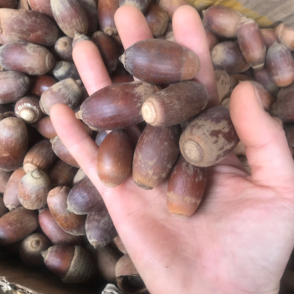 有仁堂狗鞭果 风流果 猪仔粒毛毛果500克【图片 价格 品牌 报价】