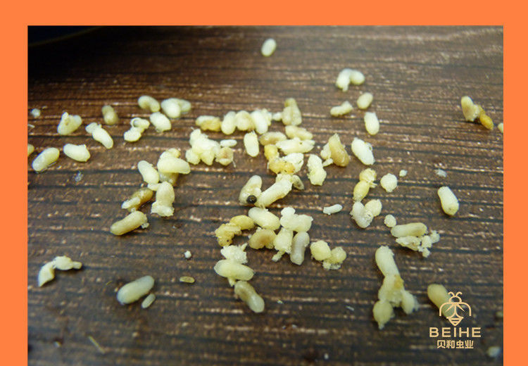 花初醒蚂蚁蛋新鲜蚂蚁卵大黑蚂蚁籽高蛋白食用昆虫贝和虫业花初醒伟博