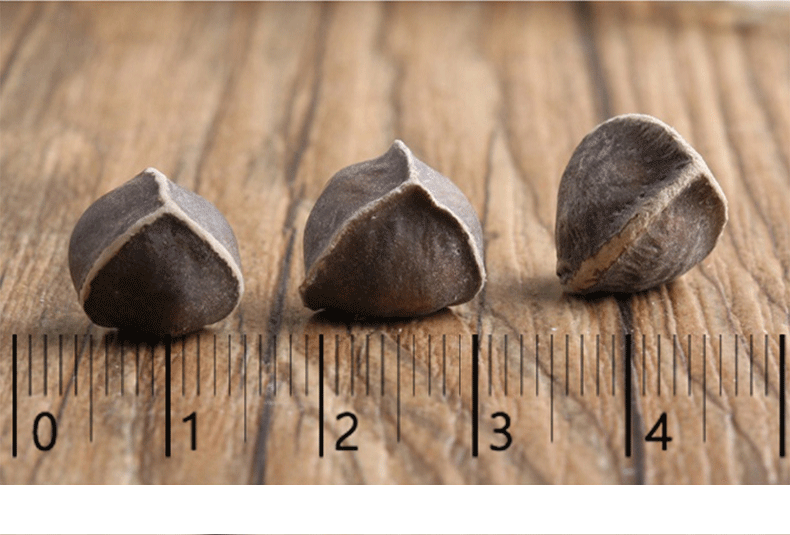 辣木籽的功效与作用辣木仔印度特级辡木籽辩木籽赖木子 1000g