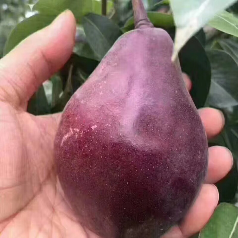 紫巴梨树苗红皮梨红啤梨树苗嫁接果树苗南北方庭院种植苗当年结果 5年