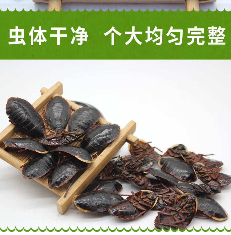 伟博金边中药材土鳖虫中药材土元非中华土鳖虫地乌龟土别100g500克