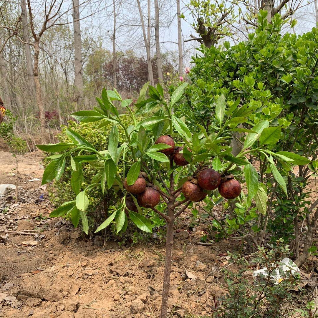 樹苗當年結果南方北方四季種植山竹苗嶺南山竹果樹苗盆栽地栽山竹樹苗