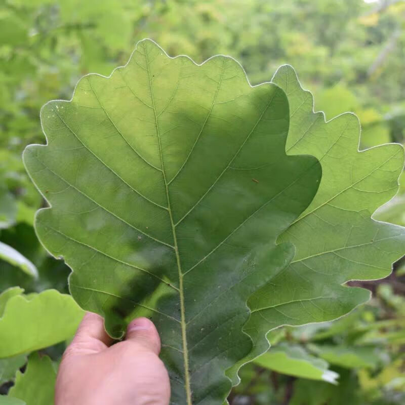 鲜摘胡叶大槲叶菠萝叶榨树叶玻璃叶包粽子现摘桲椤叶饼200片干叶