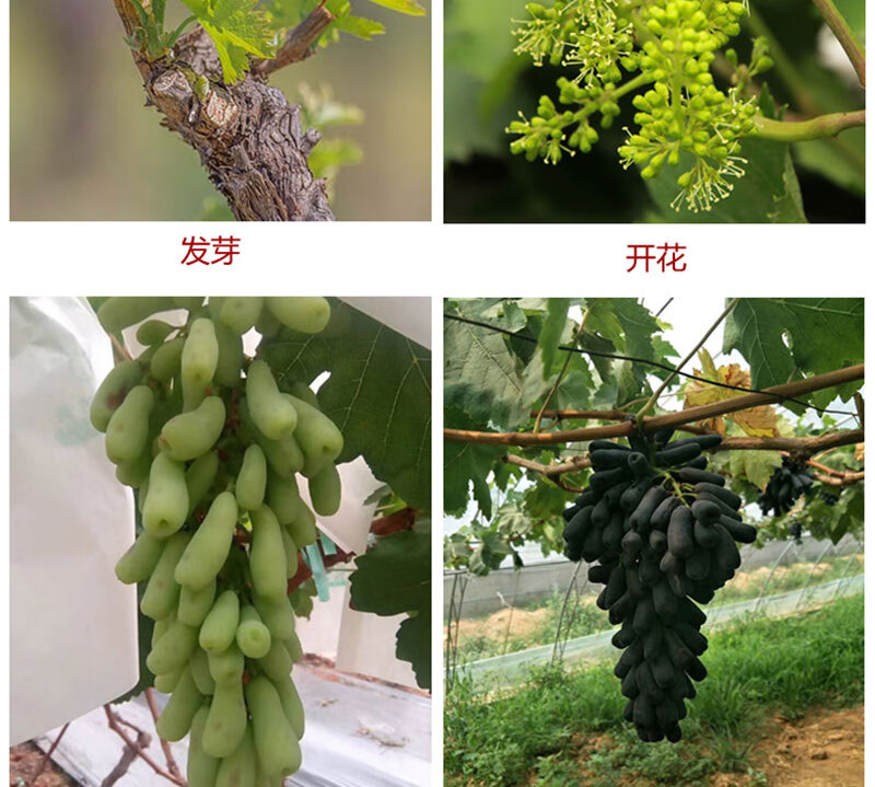 北方種植盆栽地載庭院種植金手指黑加侖葡萄苗金手指葡萄5年結果苗