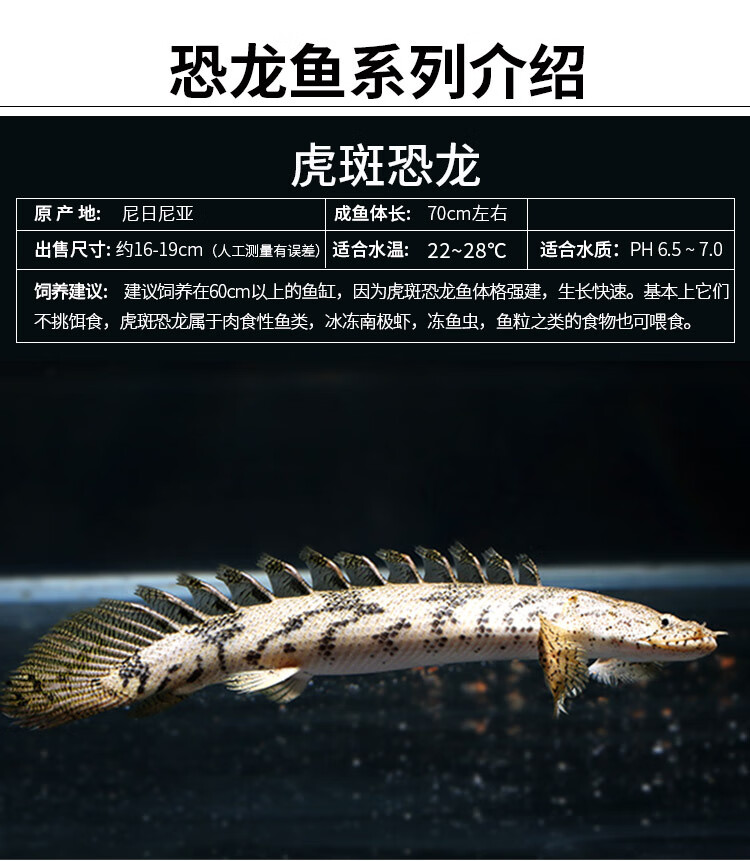 虎斑恐龙鱼活红眼恐龙九角恐龙热带鱼观赏鱼大型鱼宠物鱼龙鱼配鱼红眼