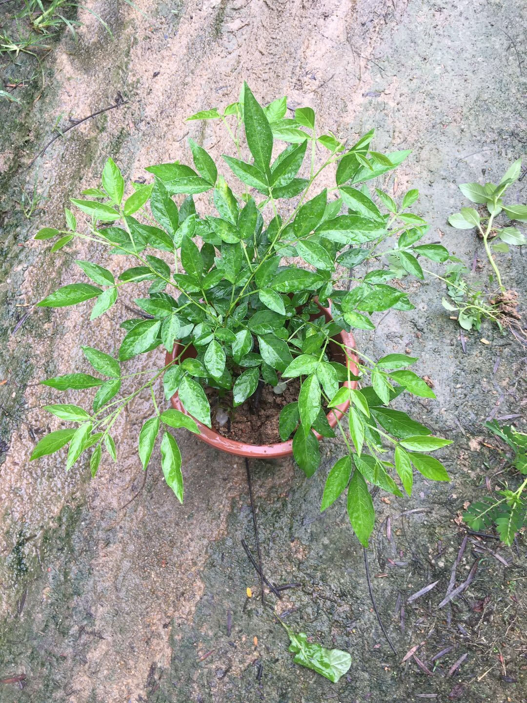 涞思芊*阳台庭院盆栽抹草苗仙草苗潮汕红花仙草喜事绿植家居吉祥植物