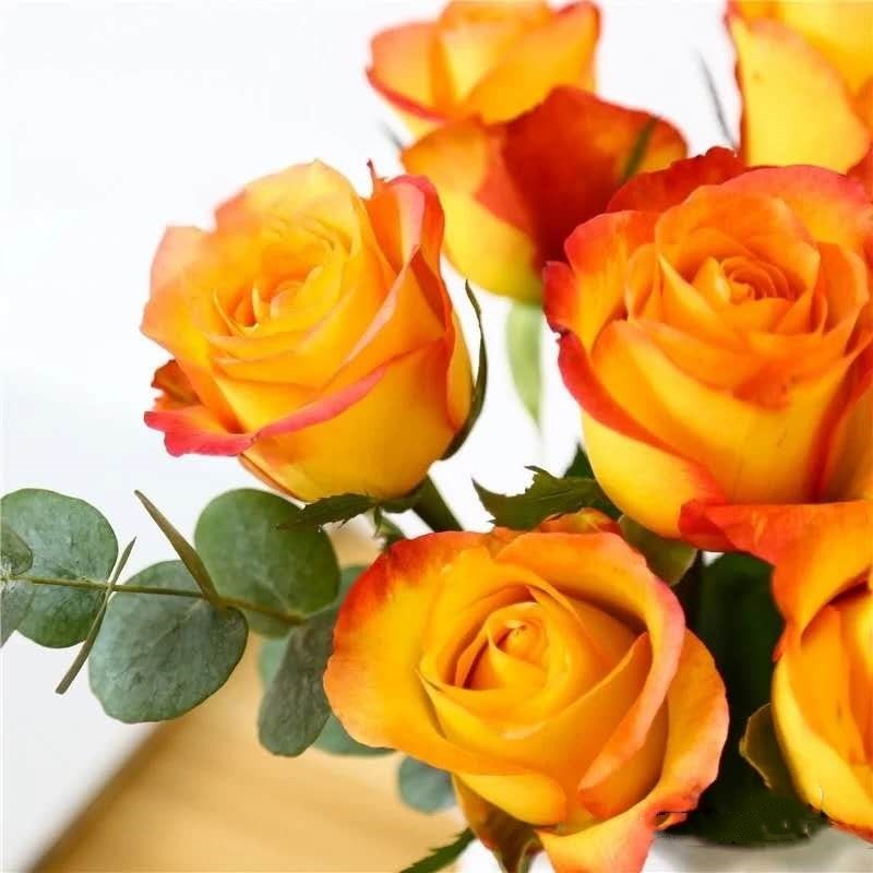 云醉花 金辉 20枝/扎 单头橙黄玫瑰花 c级