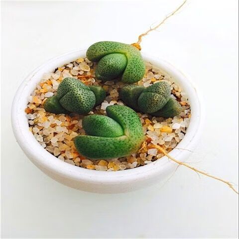 【紫帝玉 盆 土】精品多肉植物多杏 生石花 帝玉87d 帝玉 生石花2cm