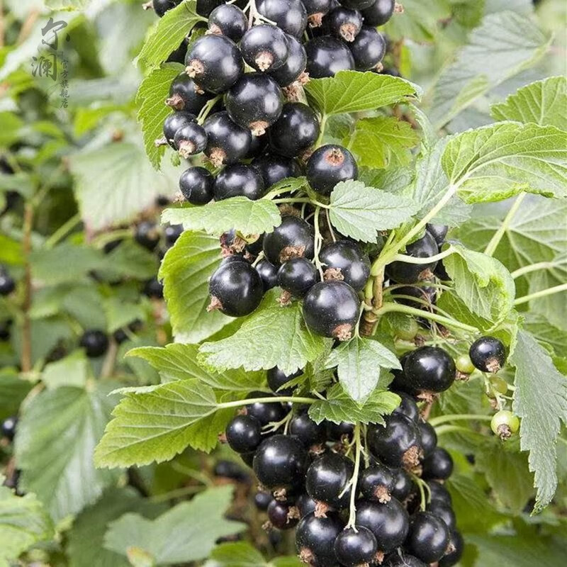 当年结果黑加仑树苗黑加仑树葡萄苗南北方种植红加仑葡萄苗地栽盆栽