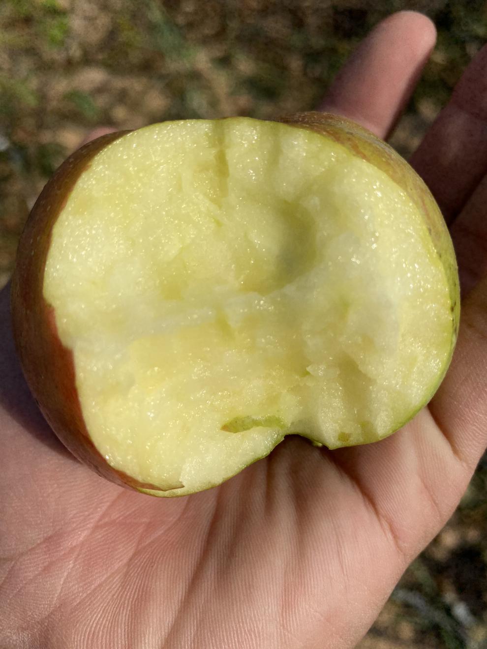 轻恋正宗小国光苹果山东烟台大连五莲老树国光青丑苹果酸甜脆现摘水果