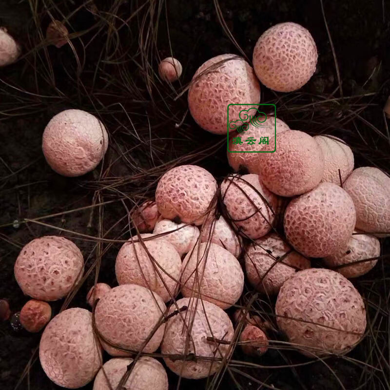 5折竹荪蛋1斤云南特产食用菌红托新鲜竹荪蛋花竹蛋餐厅酒店食材顺丰