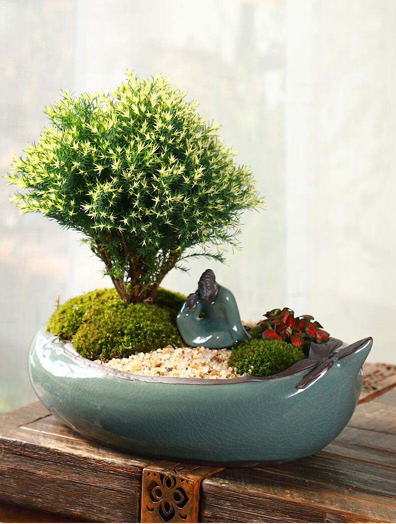 黄金雾松盆栽盆景植物室外室内绿植好养活办公室四季摆件松树造景