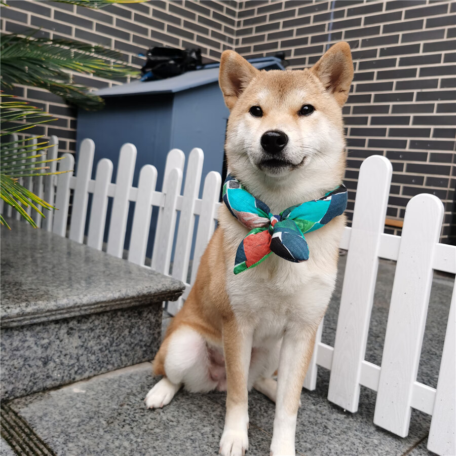 柴柴 唐草棉围巾和风日系泰迪柴犬围巾宠物猫咪狗狗配饰柠檬巾秋冬季