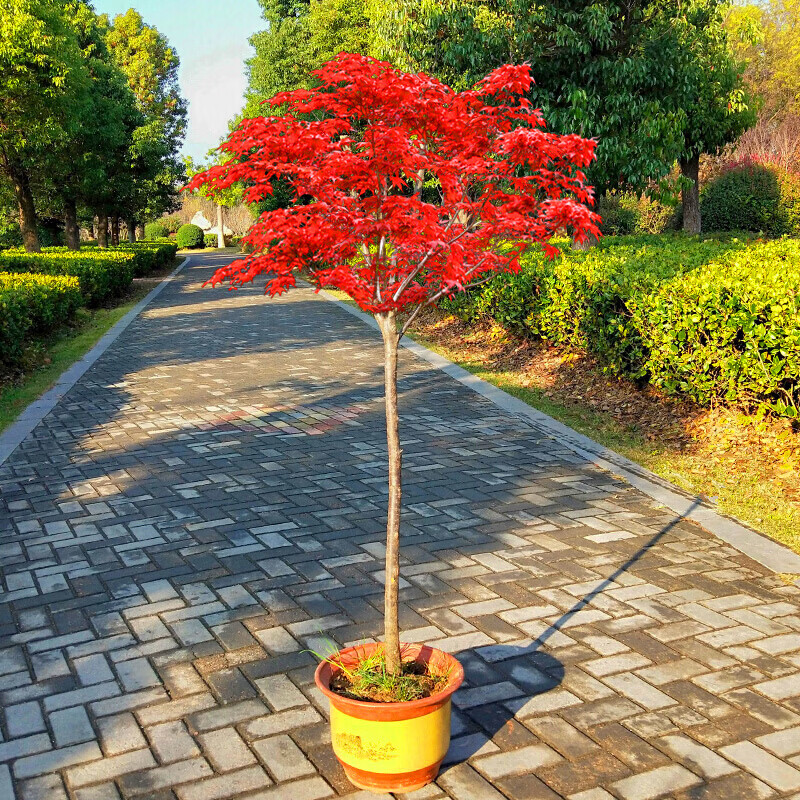 树苗红舞姬红枫苗嫁接美国日本红枫四季红庭院盆栽地栽绿化苗 8公分粗