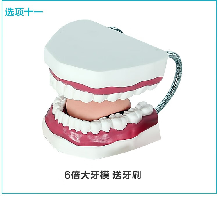 牙齒模型幼兒早教刷牙牙模標準兩倍幼兒園教刷牙兒童寶寶口腔教學6倍