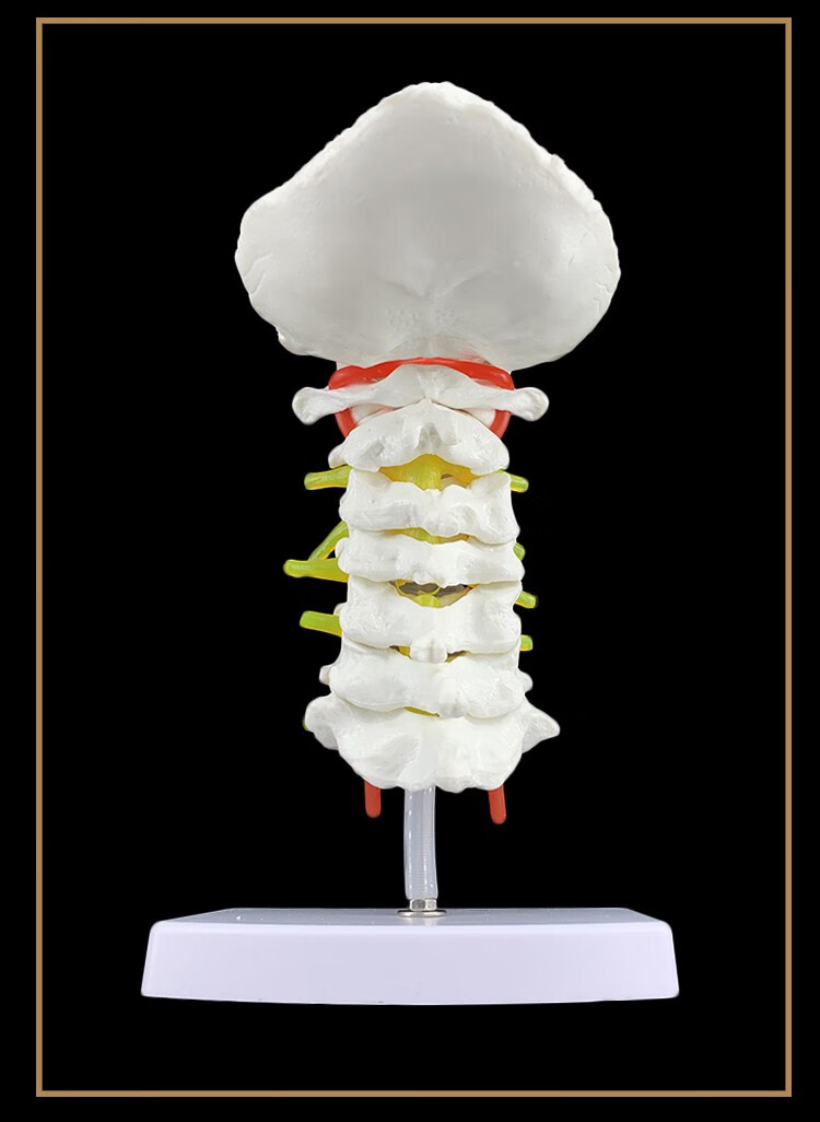颈椎带颈动脉后枕骨椎间盘与神经教学模型腰椎骨骼架模型