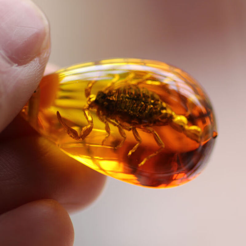 情冰天然蝎子人工琥珀项链真昆虫标本吊坠创意装饰品生日节日礼物渐变