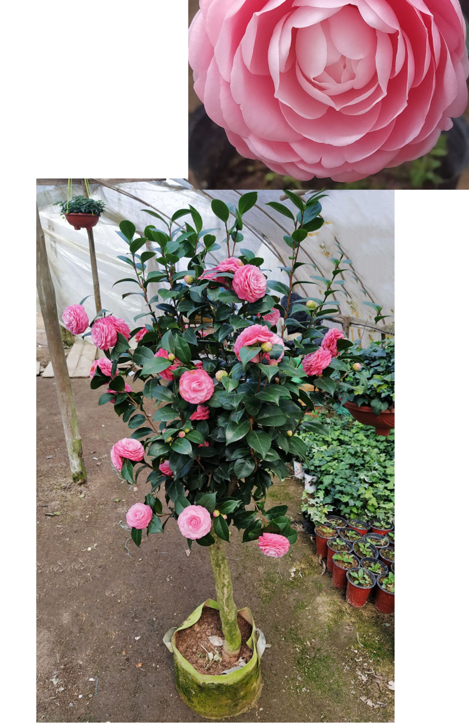 山茶花盆栽十八学士多色白底名贵带花苞庭院花卉大型好养树苗室内花卉