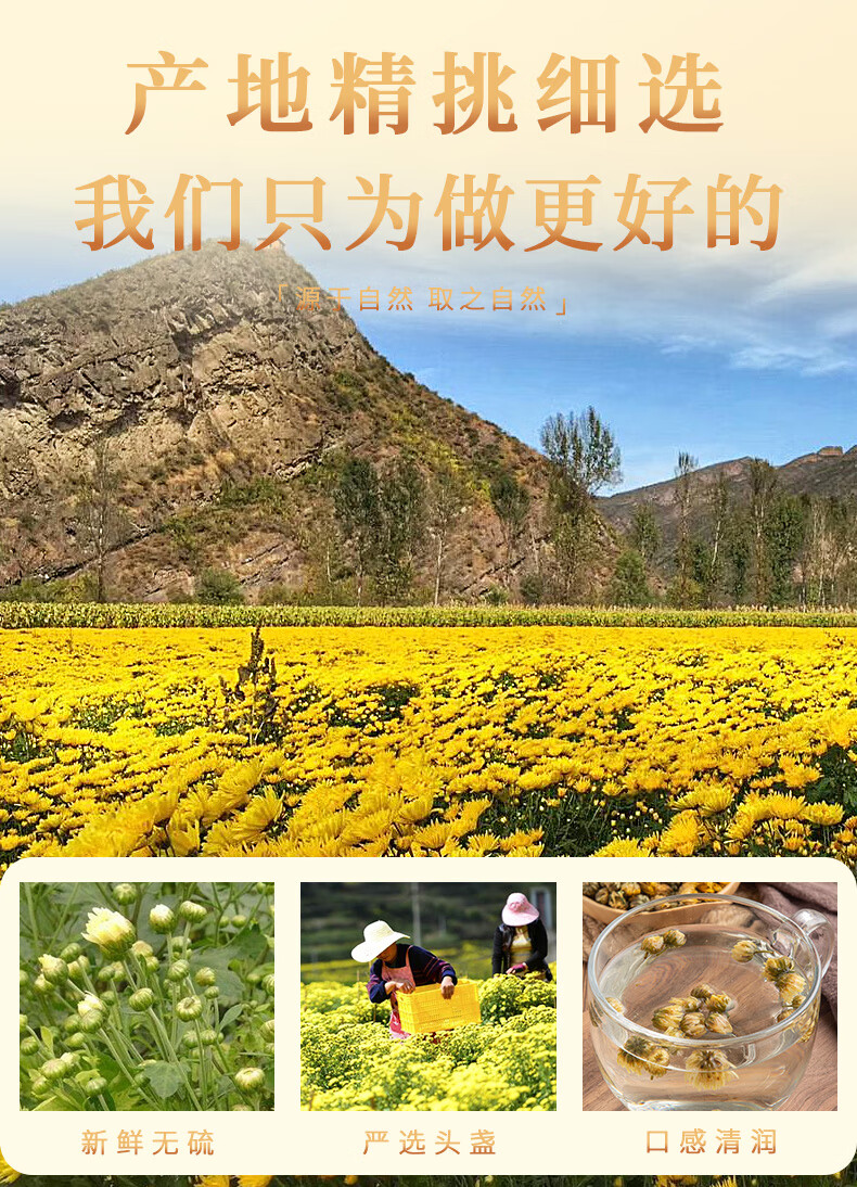 杭州桐乡杭白菊花花茶杭白胎菊王50克贡菊八宝茶