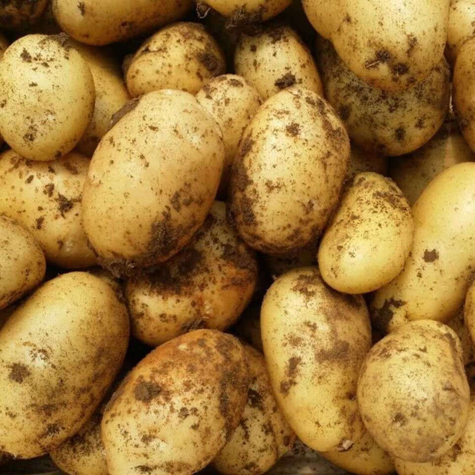 【2020年新土豆】贵州土豆威宁农家洋芋装黄心洋芋马铃薯新鲜洋芋 5斤