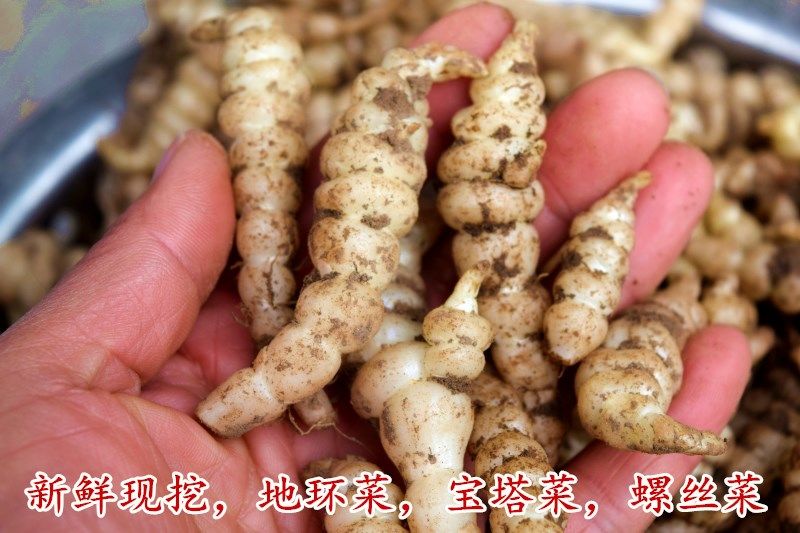 2021螺丝菜宝塔菜种地牯牛新鲜蔬菜地蚕甘露子种植地坏菜现挖现发精选