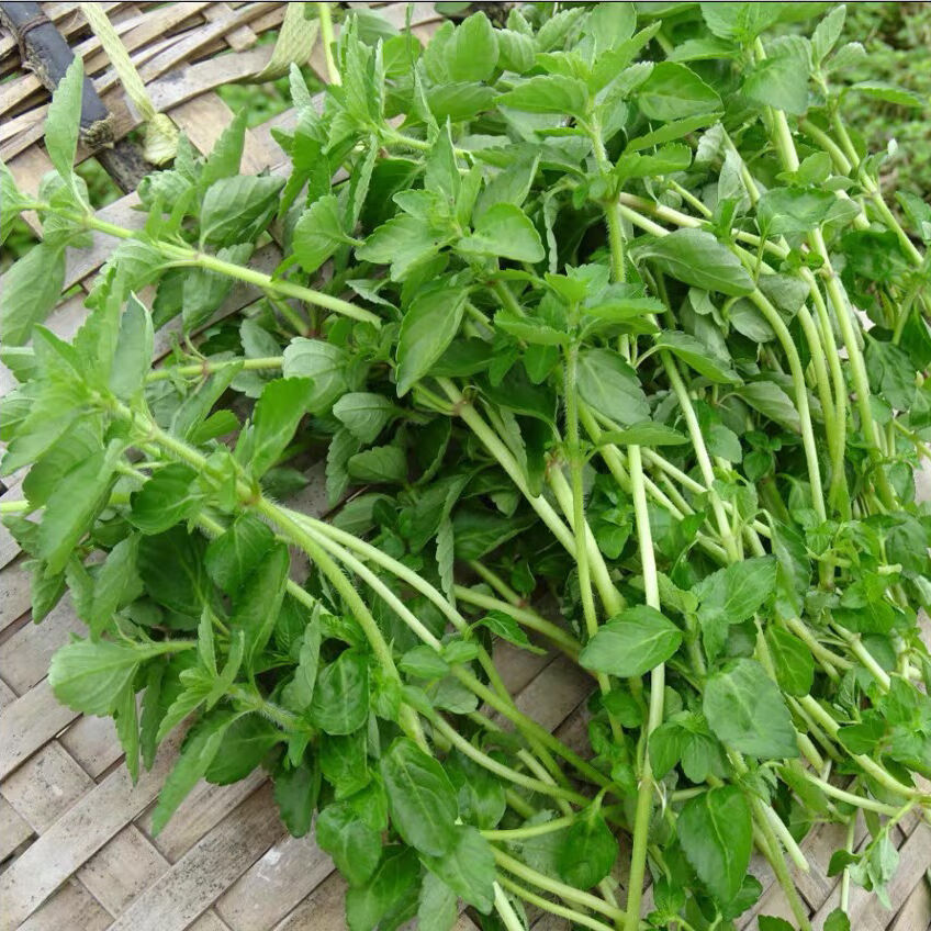 云南德宏野生水香菜新鲜蔬菜水香菜野菜香菜凉拌煮鸡蛋1000克火锅