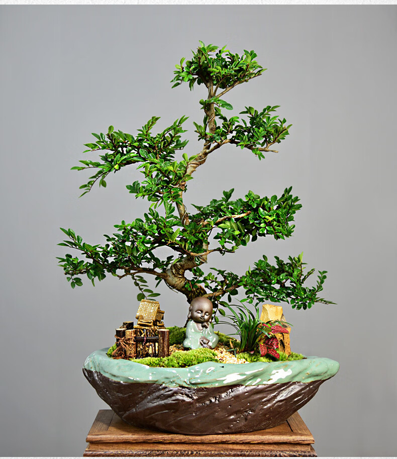 s型小叶榆树盆景老桩悬崖盆栽室内植物办公客厅净化空气花卉绿植 至尊