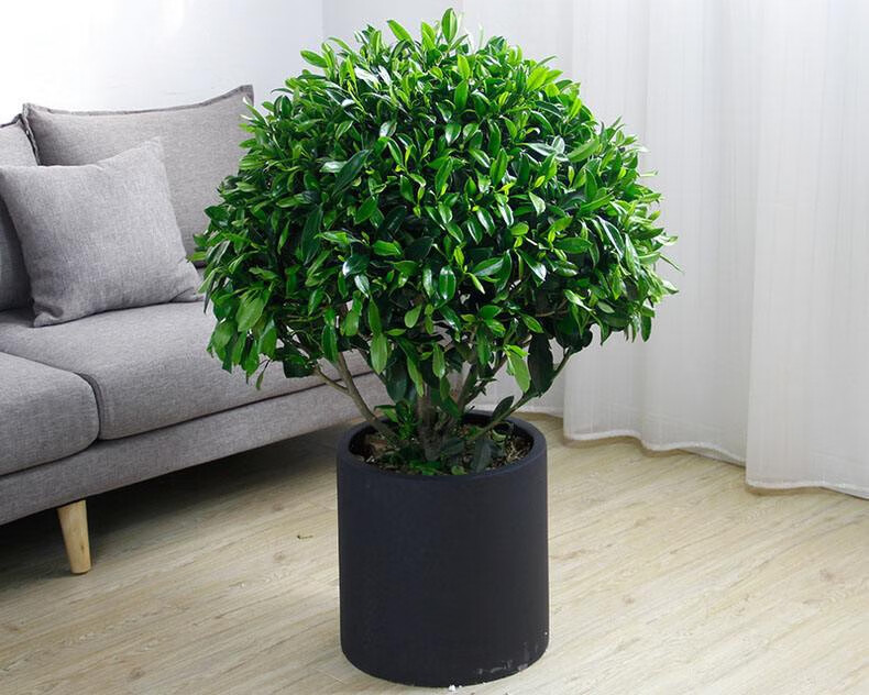 涞思芊品质保证非洲茉莉盆栽花卉植j物绿植办公室内观赏绿化吸甲醛