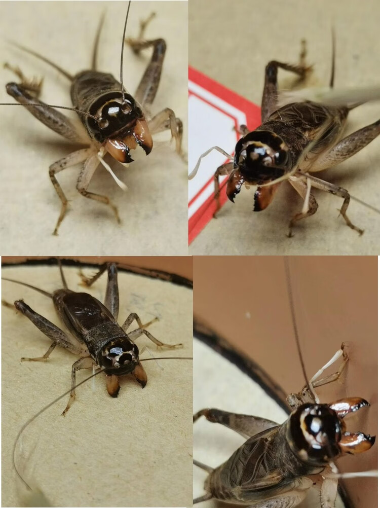 山东野生蛐蛐活虫斗蛐斗虫大牙斗蟋蟀鸣虫用具宁津活体宁阳泗店野生45