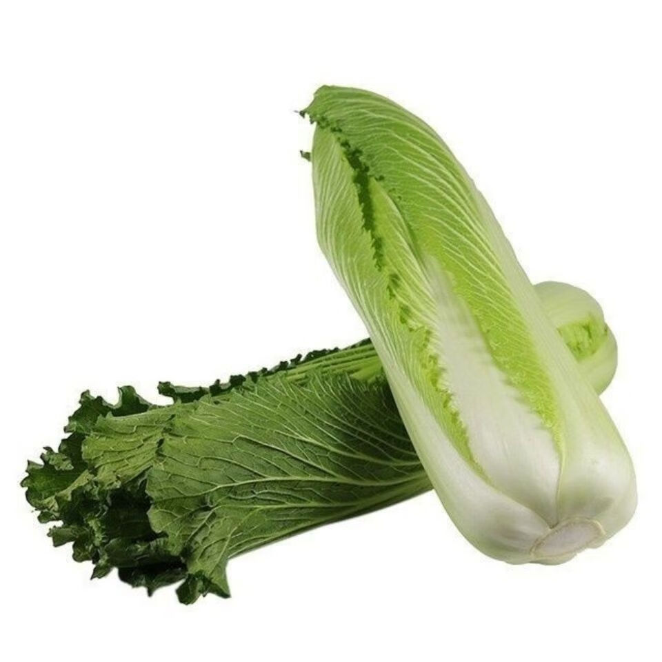 绿白菜成女图片