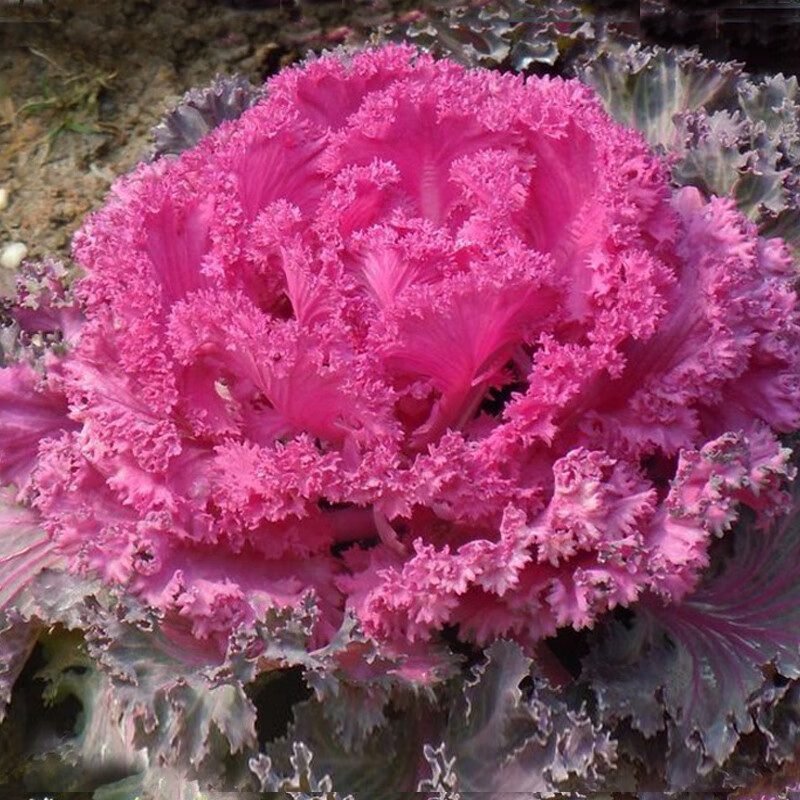 日本羽衣甘蓝种子孑苗种籽红鸥白鸽秋冬季阳台四季盆栽蔬菜苗羽叶