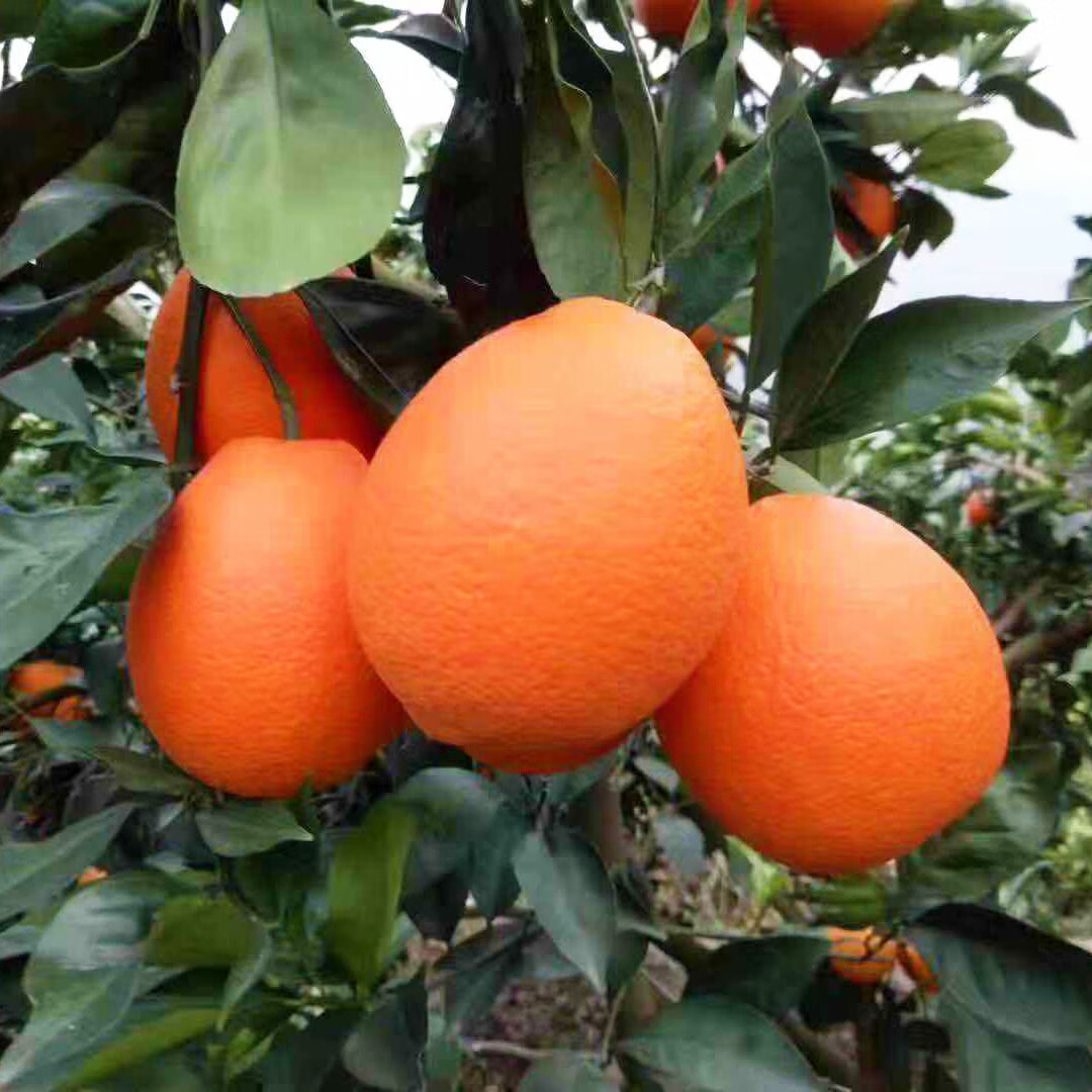 顺丰直达正宗重庆奉节脐橙当季福本水果新鲜20斤现摘现发多汁超甜手剥