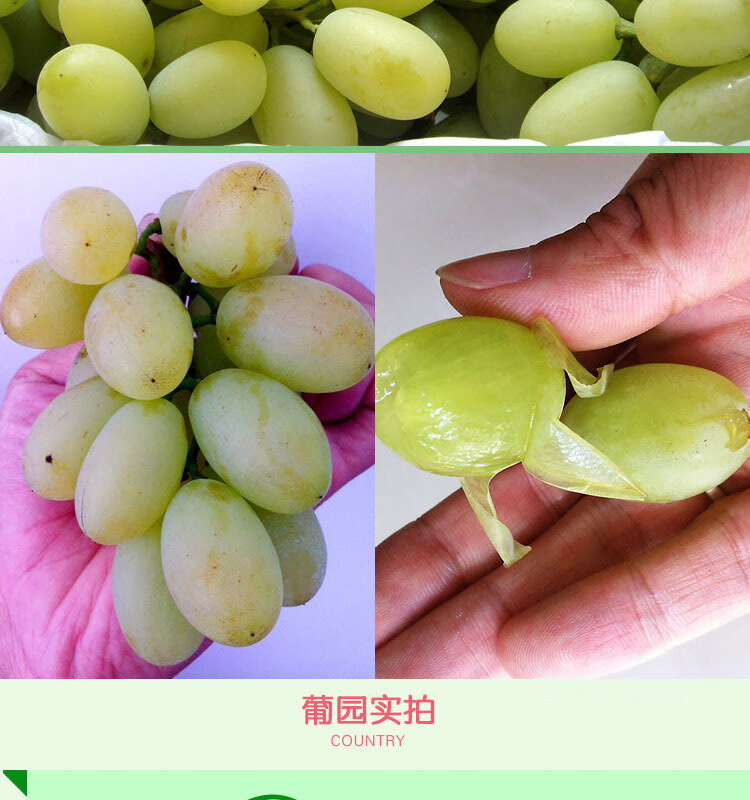 白马奶葡萄张家口怀来宣化牛奶提子新鲜水果马奶白葡萄水果5斤