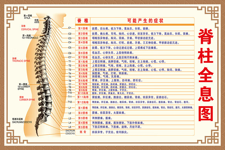 脊柱全息图脊柱病症挂图人体骨骼肌肉结构图人体内脏器官解剖图生活