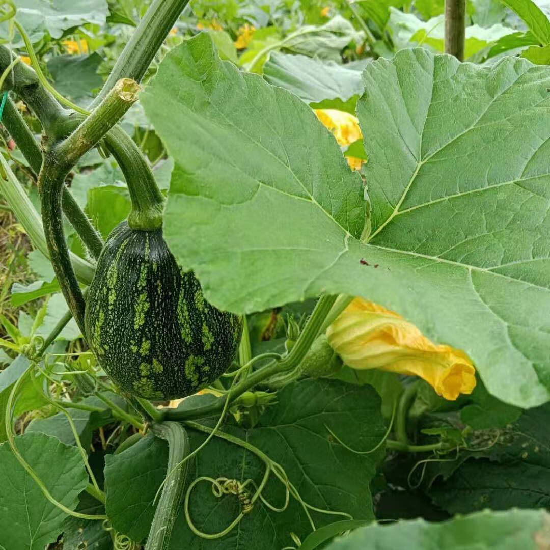 小南瓜嫩南瓜农家菜自种时令当季蔬菜批发现摘绿色皮净重3斤嫩南瓜