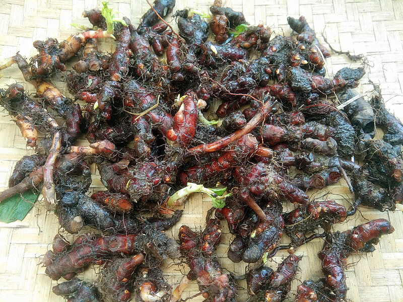 贵州新鲜花蝴蝶根赤胫散 中药材花脸荞鸡脚七皂药根500克【图片 价格