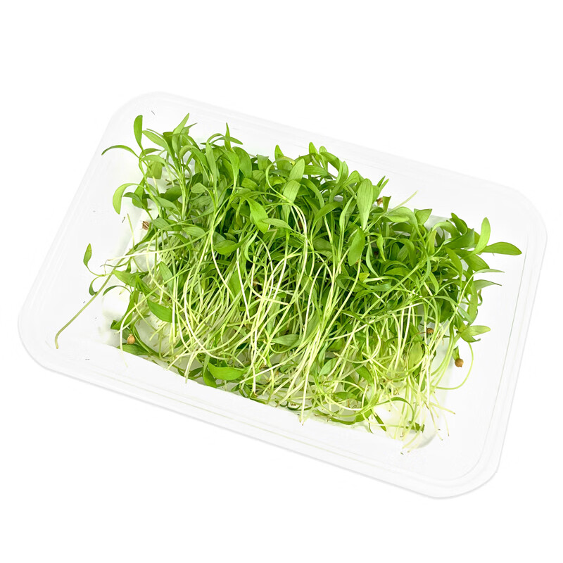 新鲜香菜苗1盒 蔬菜苗可食用芽苗菜 西餐酒店摆盘装饰点缀 健康轻食