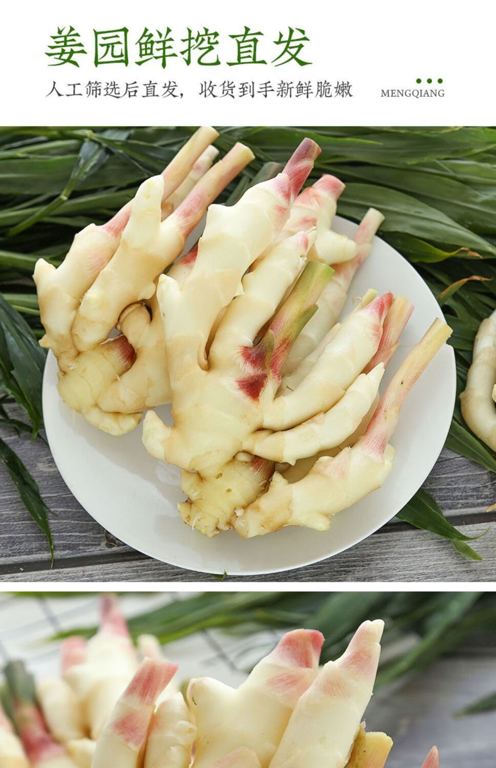 大降价山东嫩仔姜生姜鲜红芽姜新鲜蔬菜做泡糖醋姜黄姜净重三斤精选装