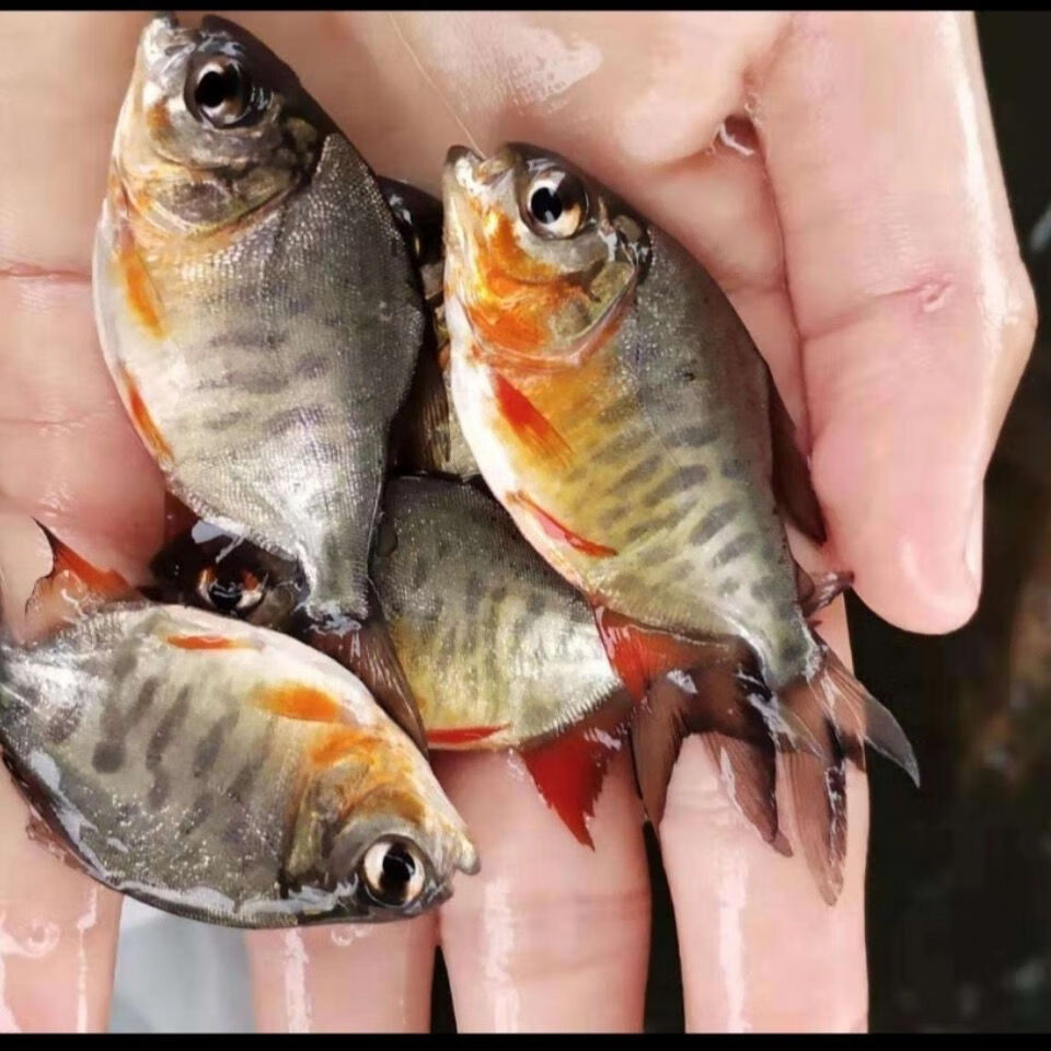 淡水红鲳鱼苗白鲳鱼苗食人鲳小型热带鱼凶猛鱼鲳鱼观赏