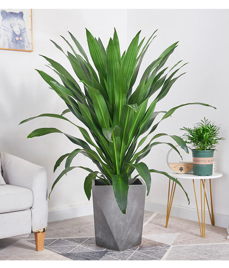 巴西铁盆栽青叶也门铁盆景铁树客厅走廊室内外植物吸甲醛常绿花卉dw单