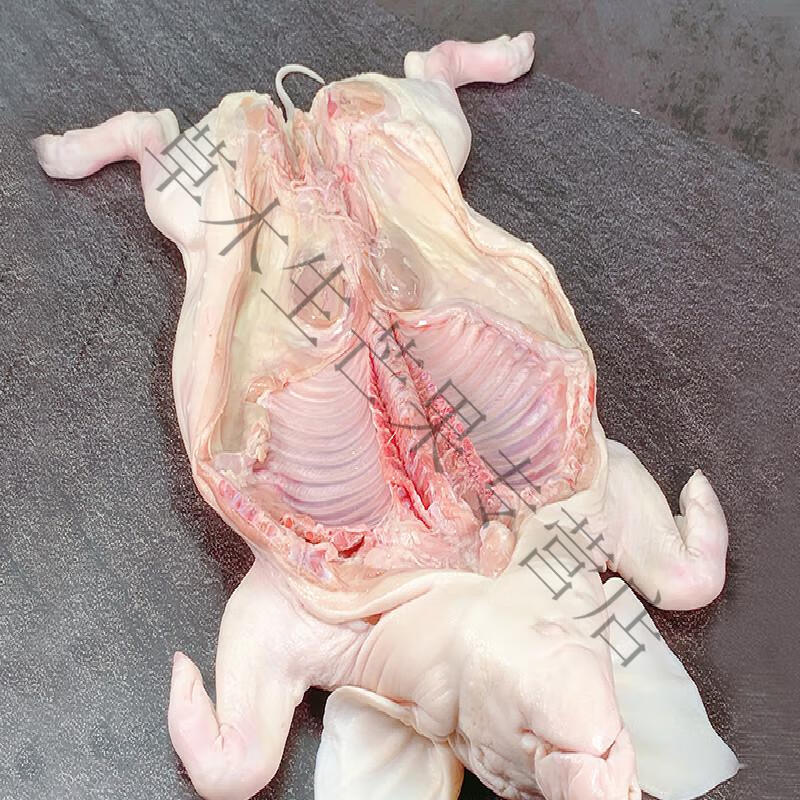 生鲜小乳猪整只去内脏新鲜冷冻乳猪仔烤乳猪1112斤
