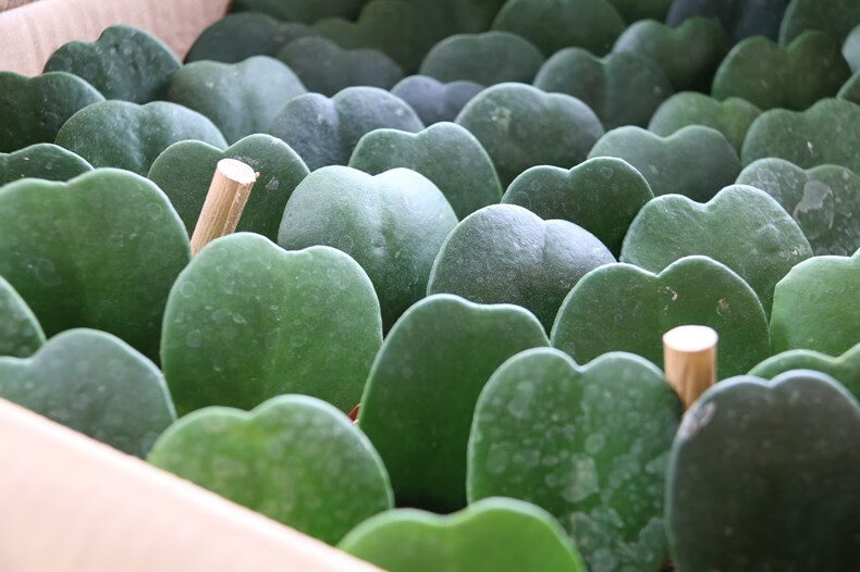 陆地多肉植物肉肉心形室内一片心办公桌情人礼品爱心爱心锦带盆栽好