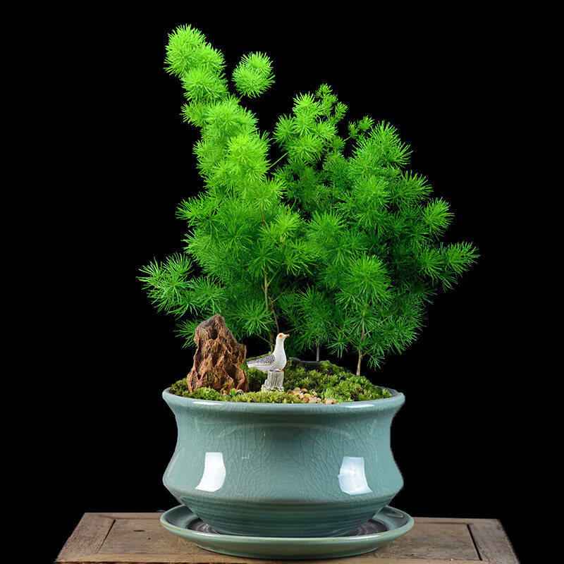 蓬莱松盆景植物盆栽室内办公客厅生肖猴家庭绿植四季常青净化空气ff