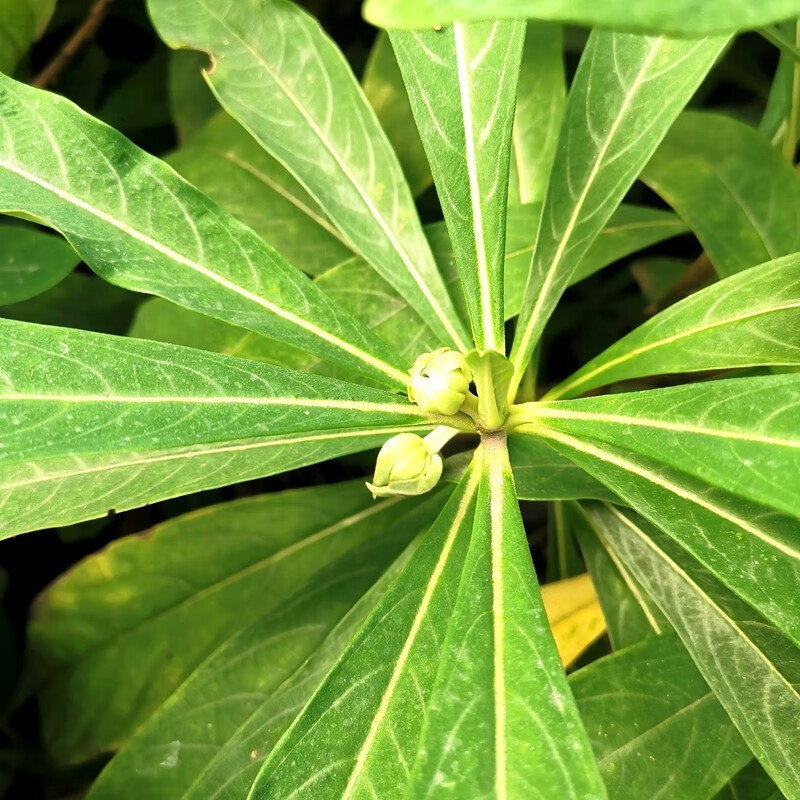 结香花叶子图片图片