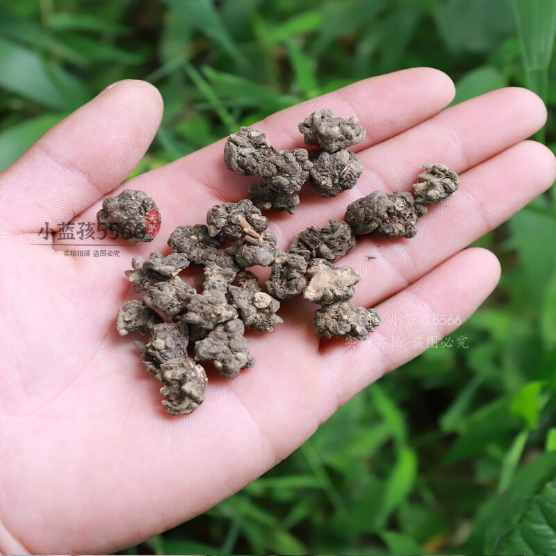 源於花香 貓爪草野生新鮮500g廣東省農家無硫貓爪兒草三散草草藥材