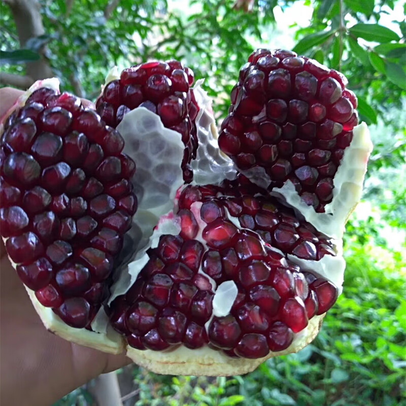 【顺丰直达】酸甜现摘攀枝花黑籽酸石榴新鲜石榴孕妇
