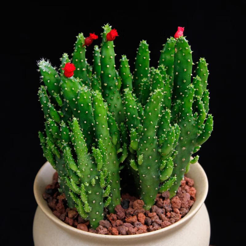 多肉植物 招财手肉肉盆栽办公室绿植阳台室内花卉防辐射净化空气 金钱