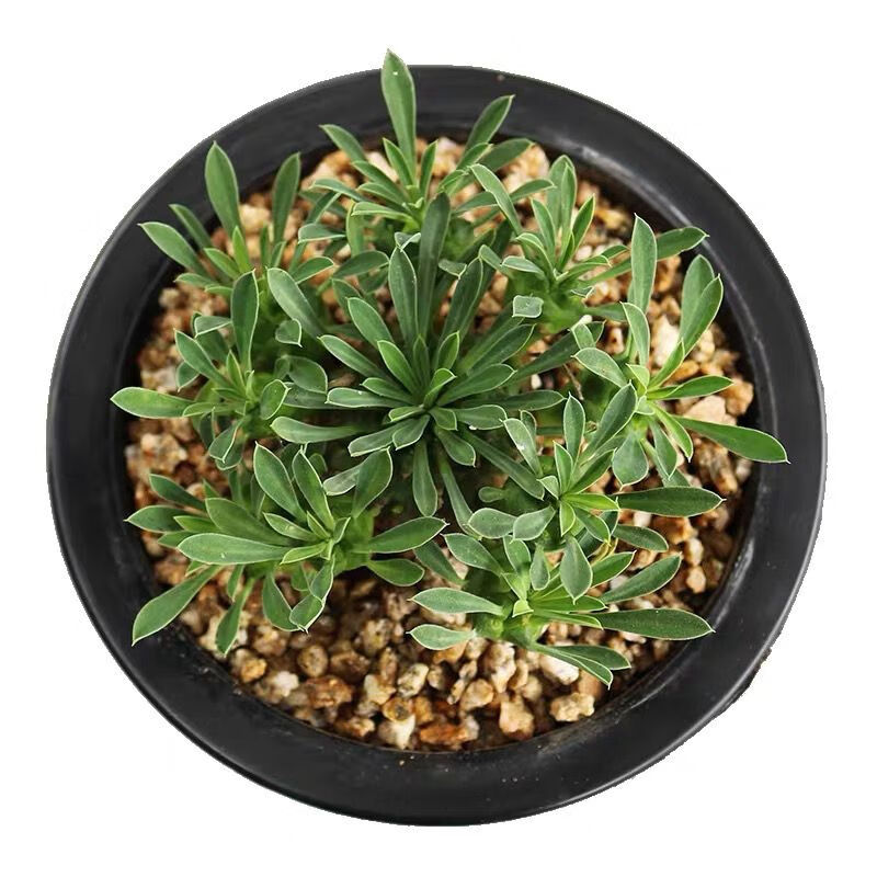 峨眉山铁甲麒麟小盆栽创意绿植块根球多肉群防辐射大戟科室内好养