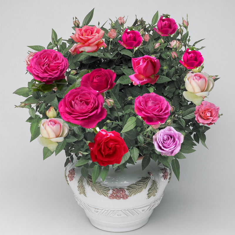 秋冬易种活玫瑰花种四季开花种子植物室内外阳台盆栽花卉花种籽子美女